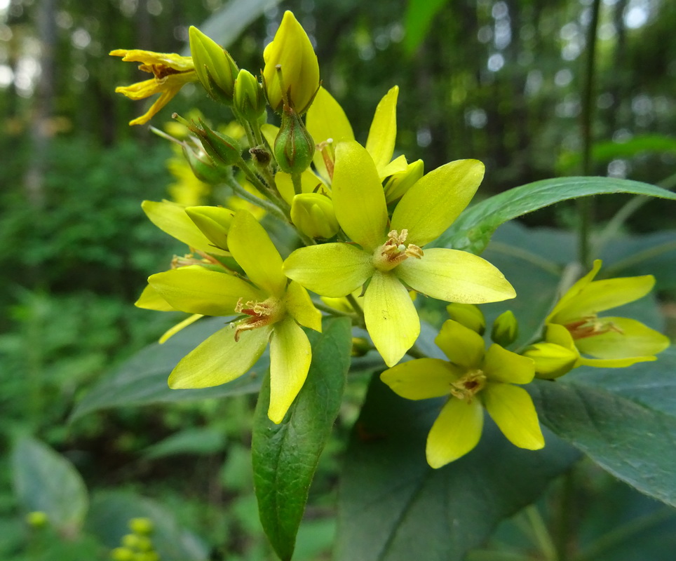 Изображение особи Lysimachia vulgaris.