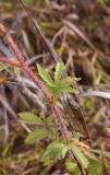 Agrimonia eupatoria