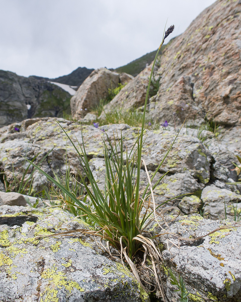 Image of Carex acrifolia specimen.