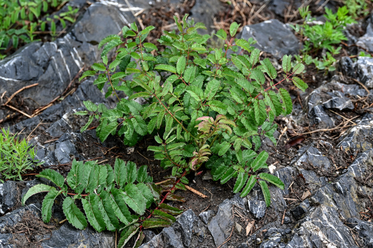 Image of Sanguisorba officinalis specimen.