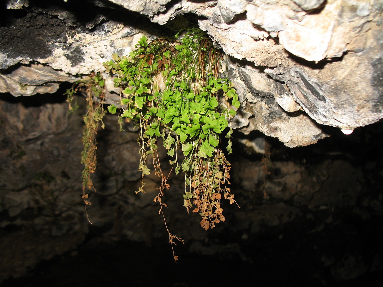 Изображение особи Asplenium ruta-muraria.