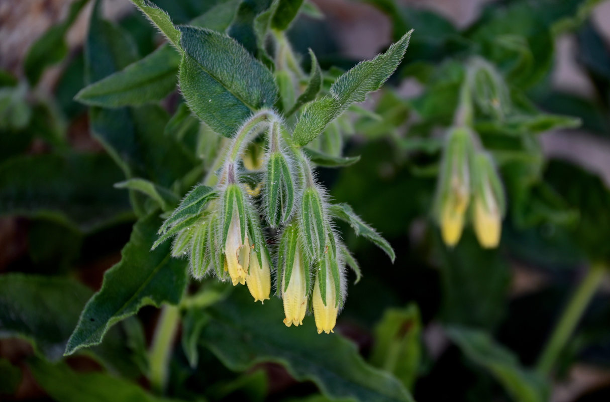 Изображение особи Onosma brevipilosa.