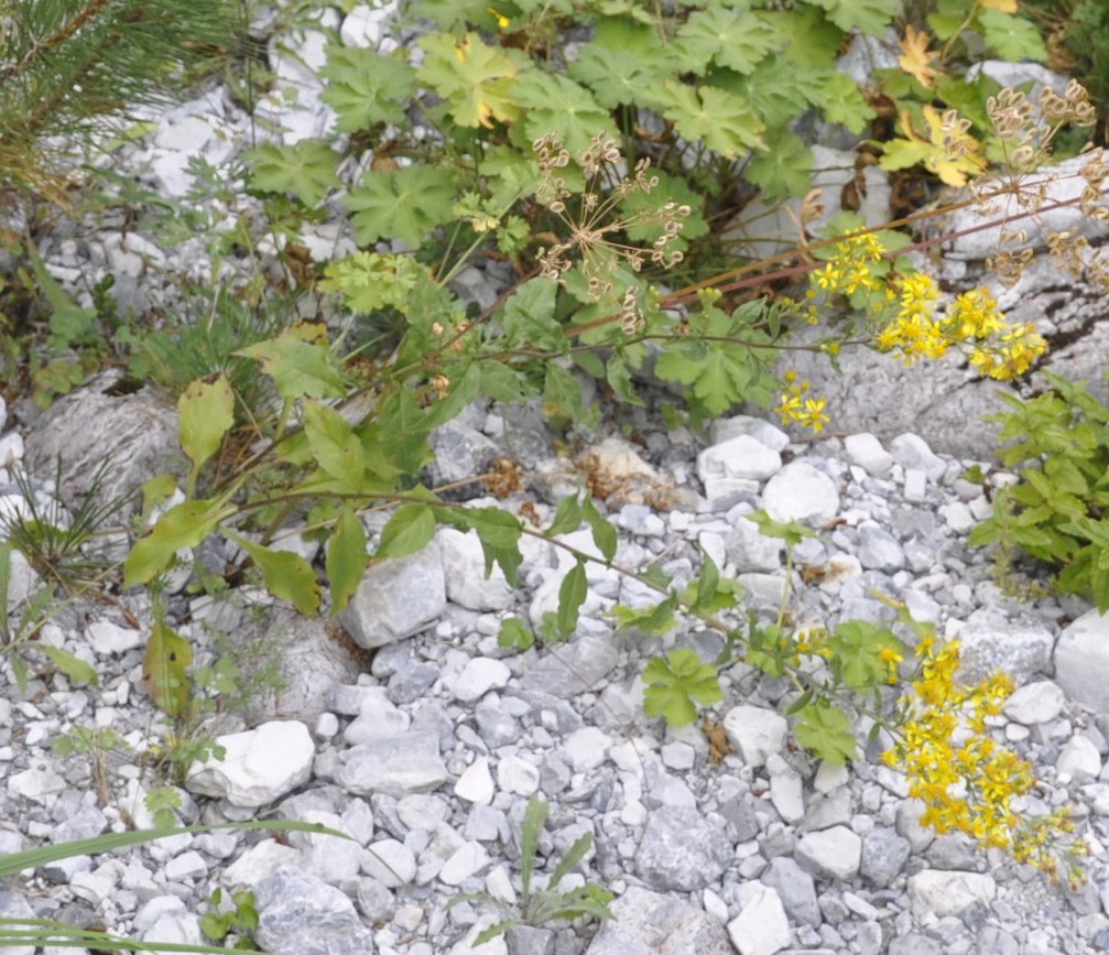 Изображение особи Solidago virgaurea.