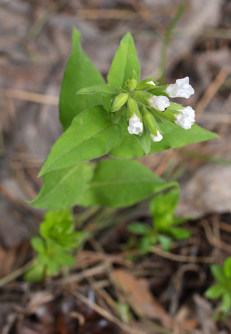 Изображение особи Pulmonaria mollis.