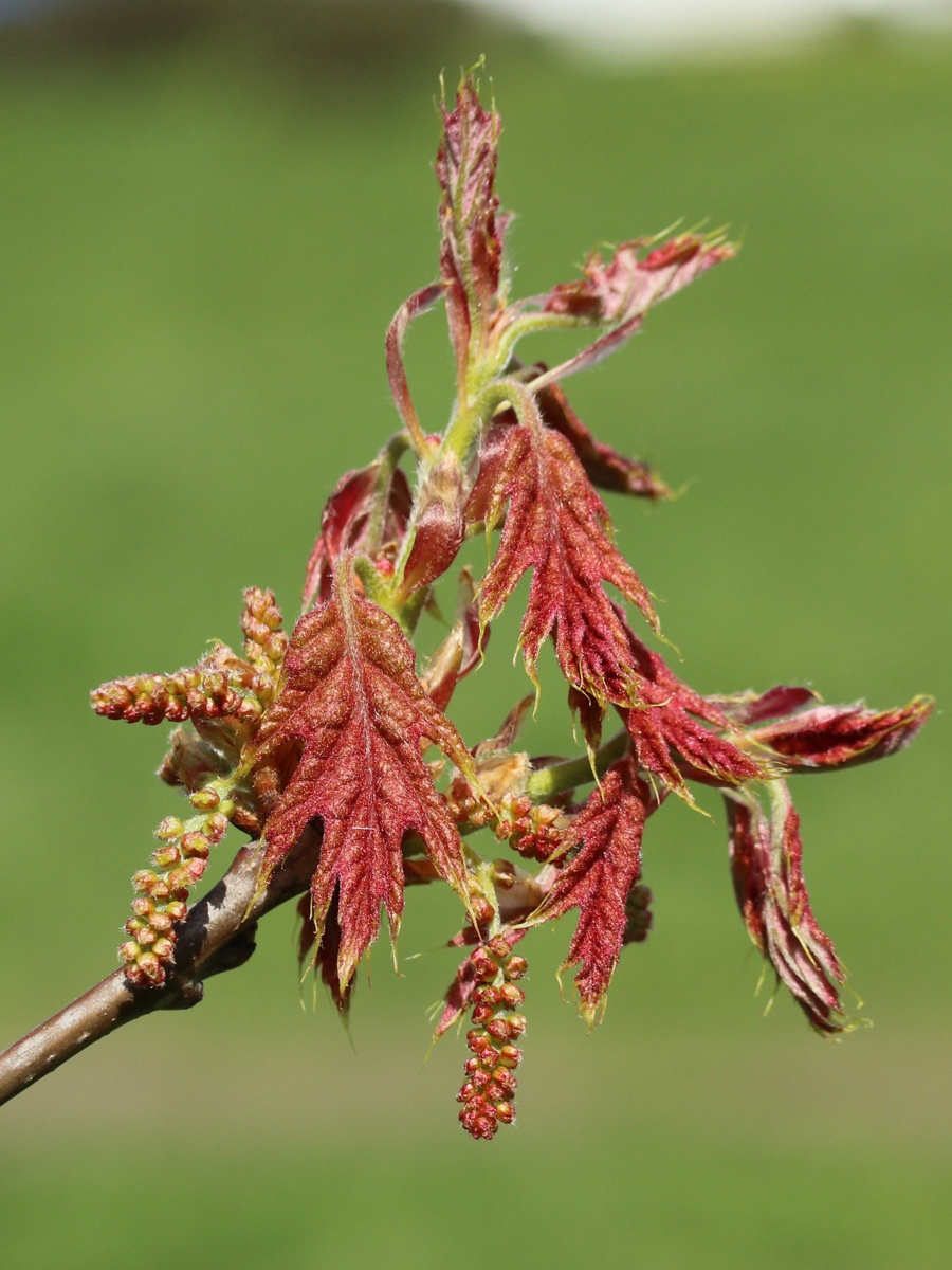 Image of Quercus rubra specimen.