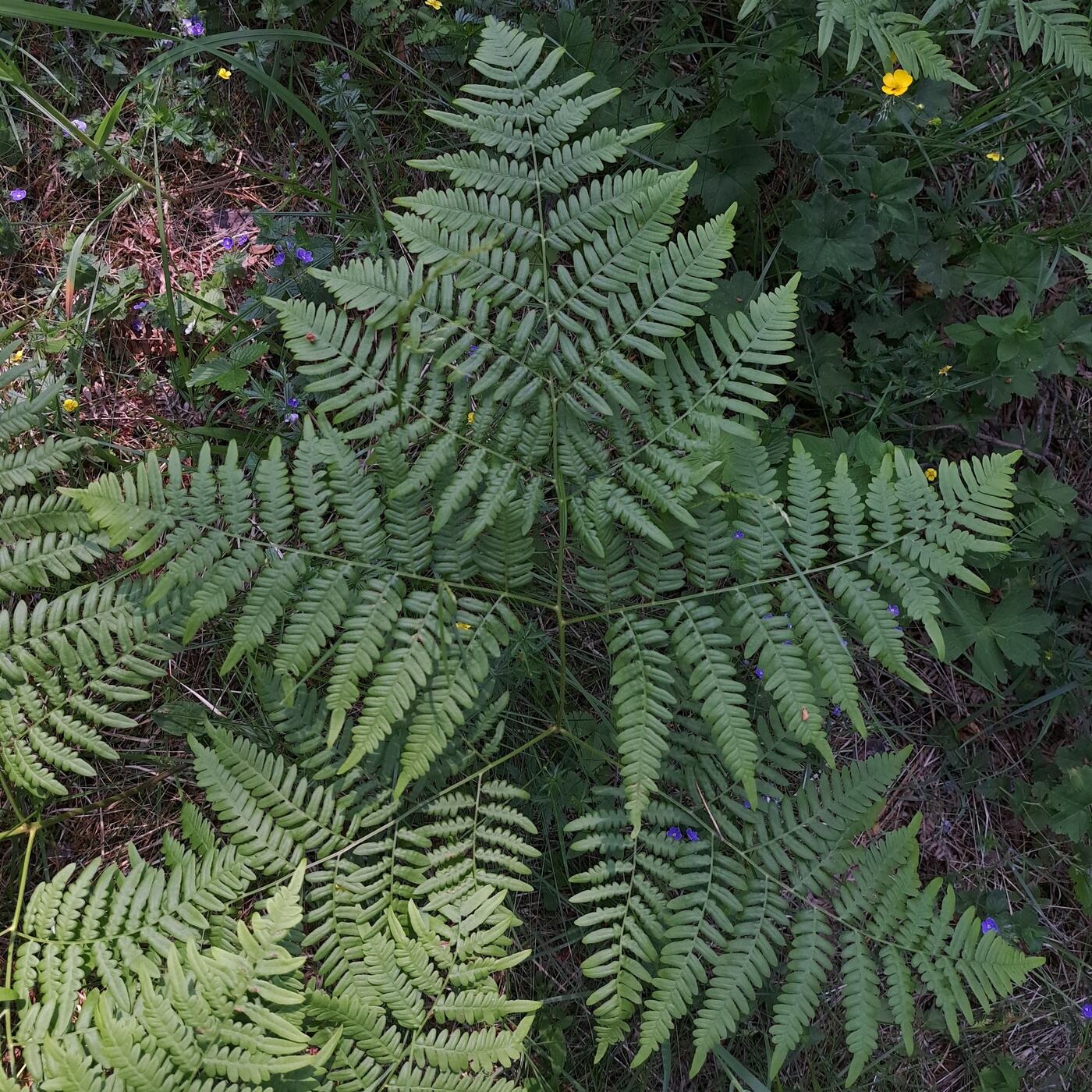 Изображение особи Pteridium pinetorum.