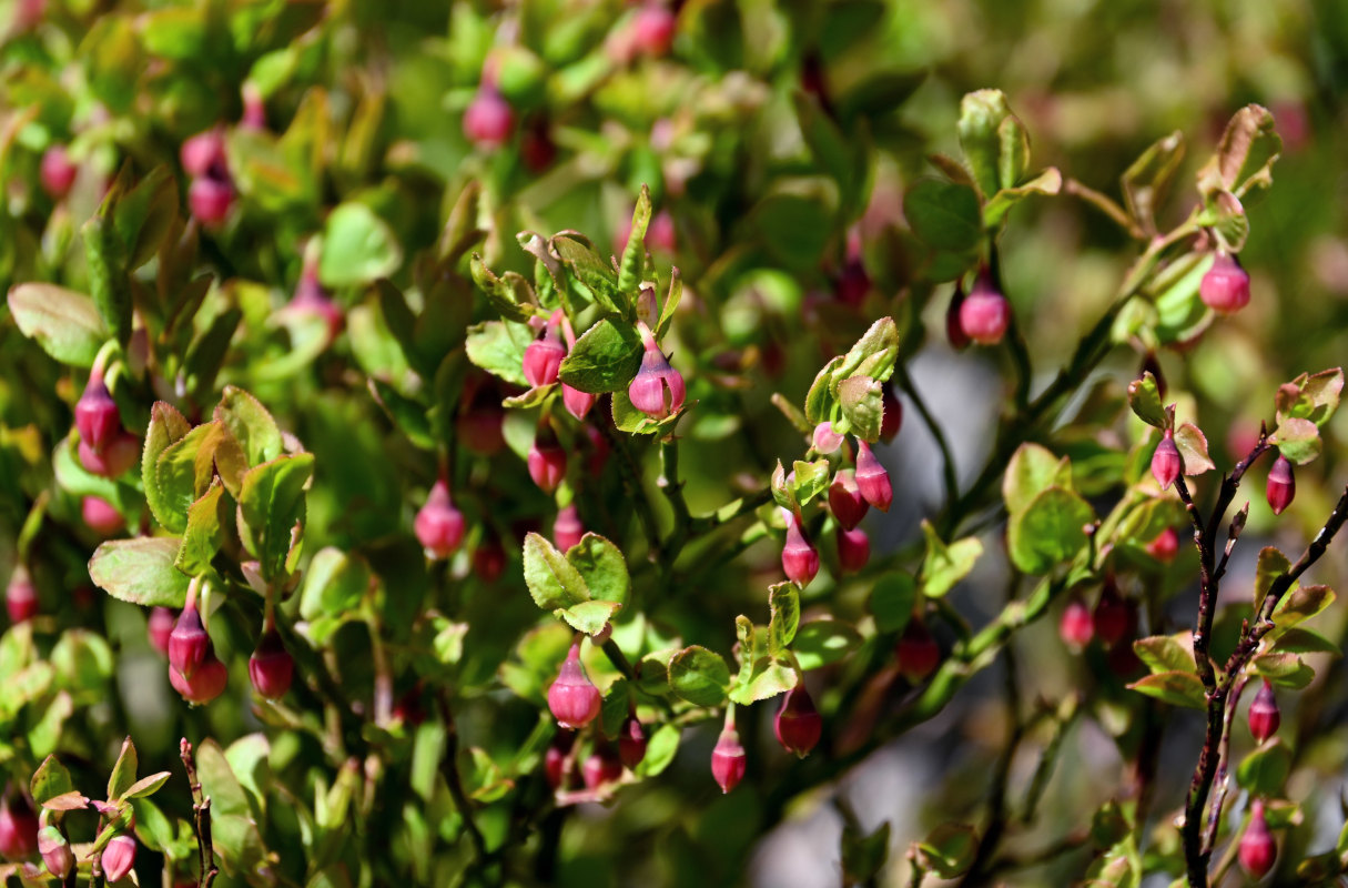 Image of Vaccinium myrtillus specimen.