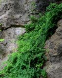 Adiantum capillus-veneris. Заросли в расщелине скалы. Грузия, Имеретия, г. Кутаиси, берег р. Риони, на скале. 15.06.2023.