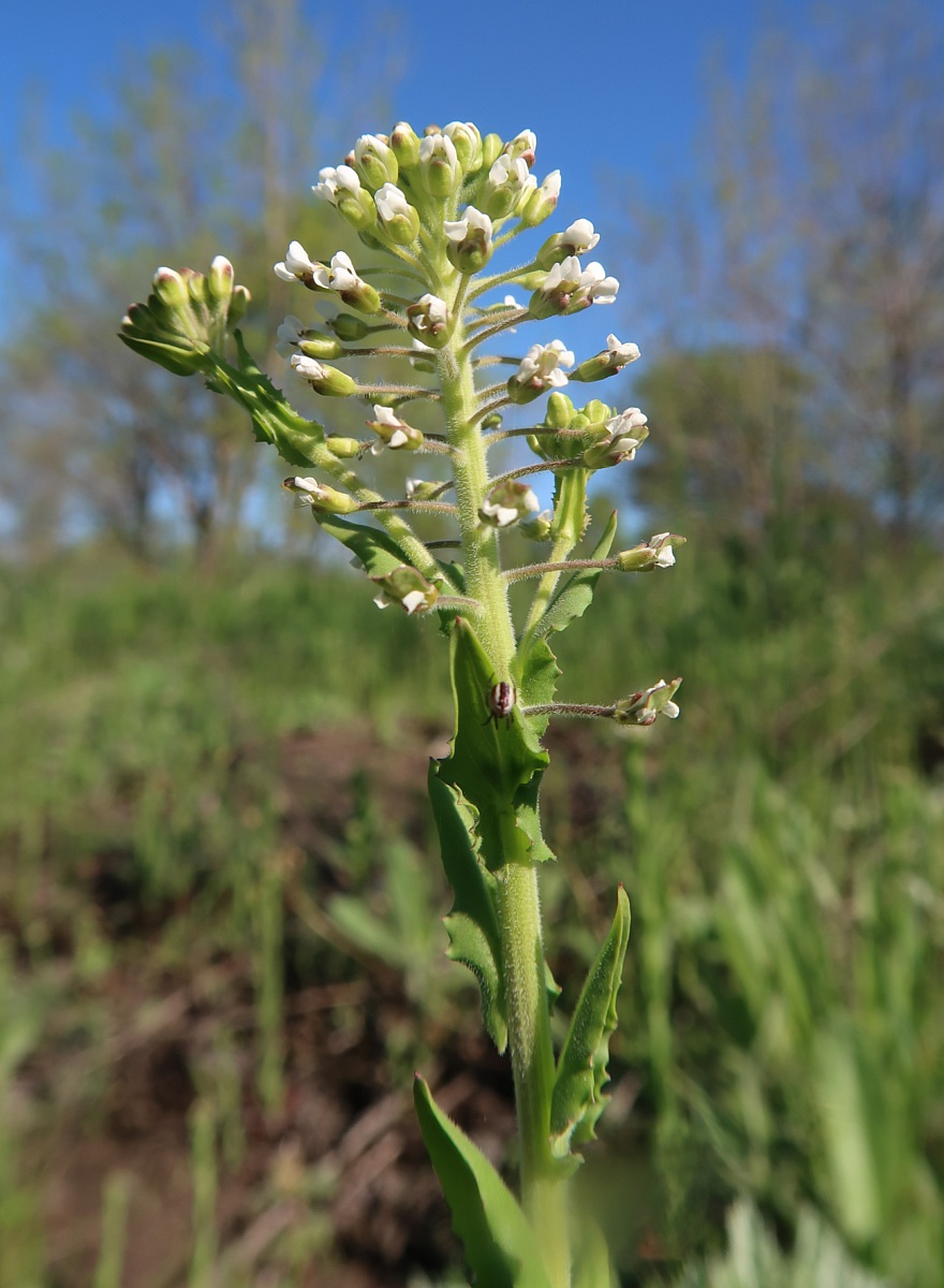 Изображение особи Lepidium campestre.