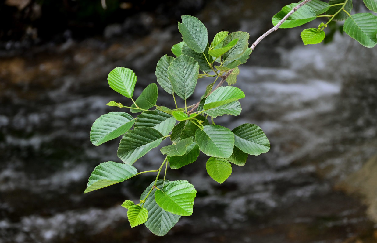 Image of Alnus barbata specimen.