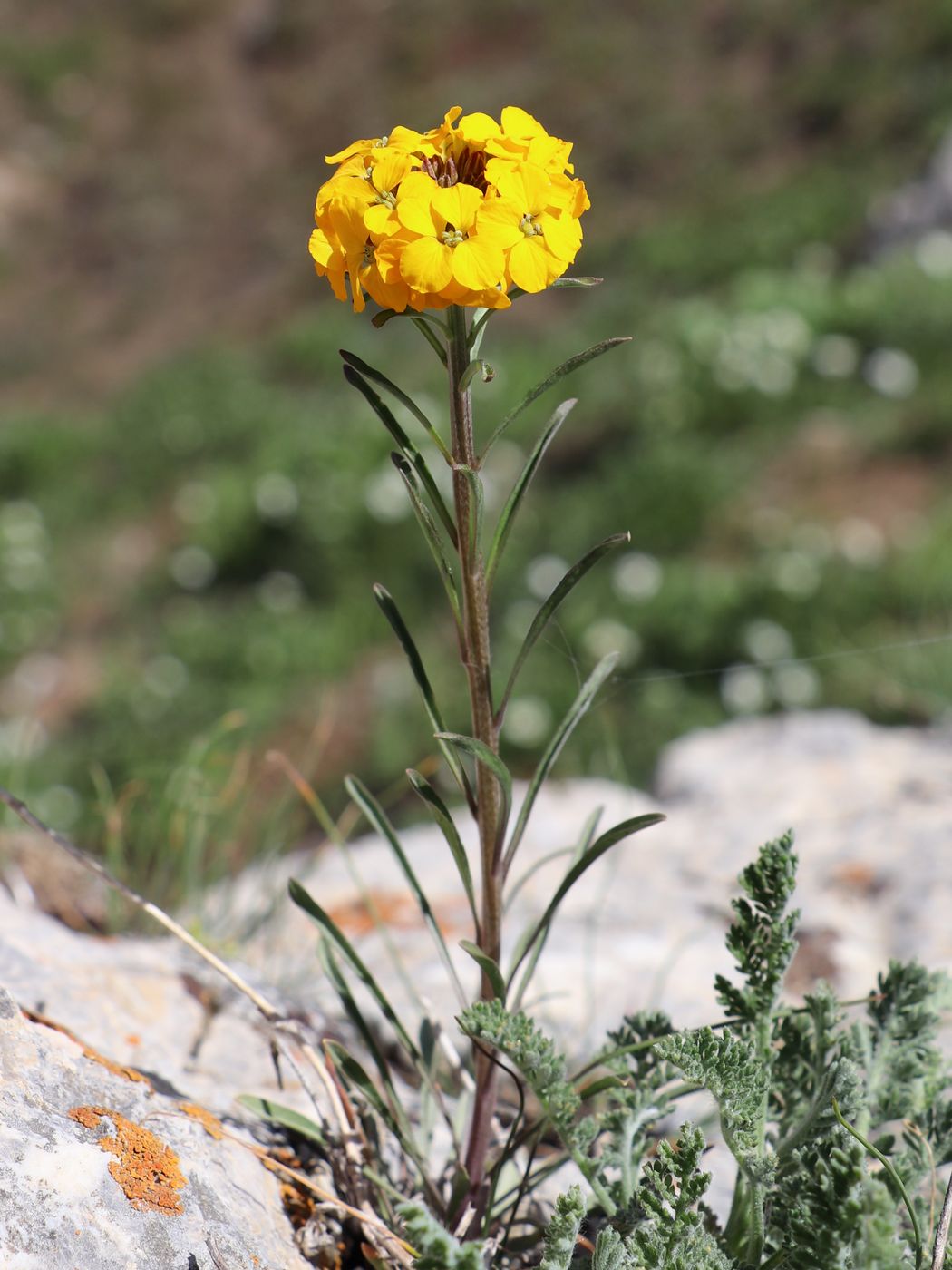 Изображение особи Erysimum tianschanicum.