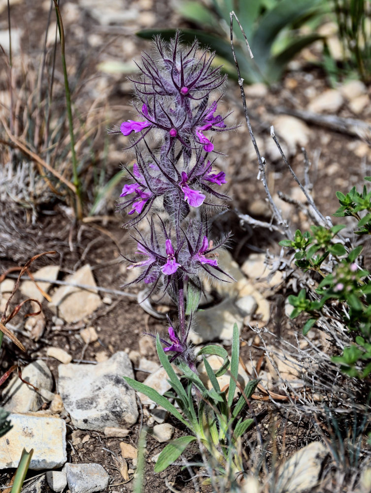 Image of Stachys lavandulifolia specimen.