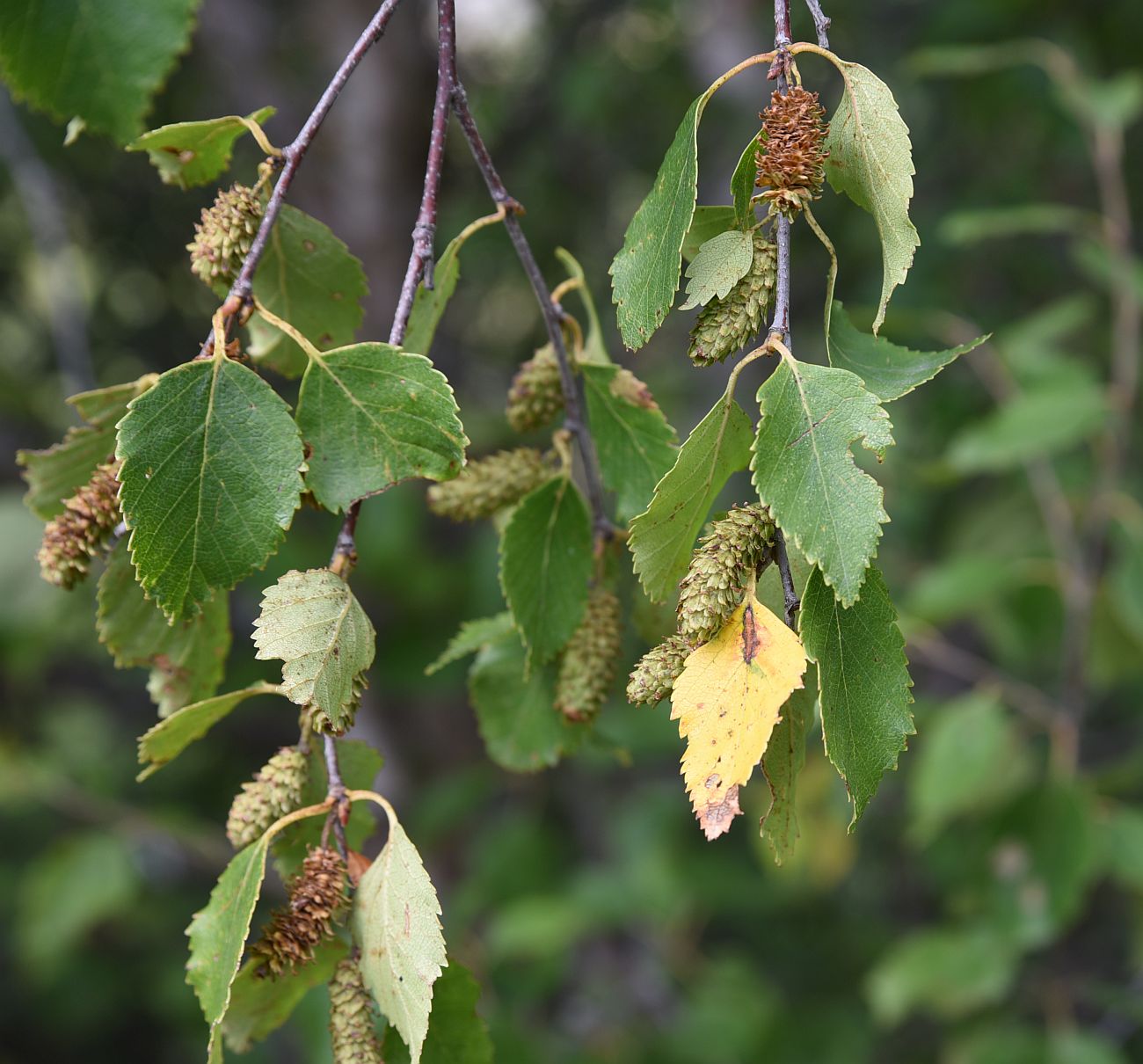 Image of Betula raddeana specimen.