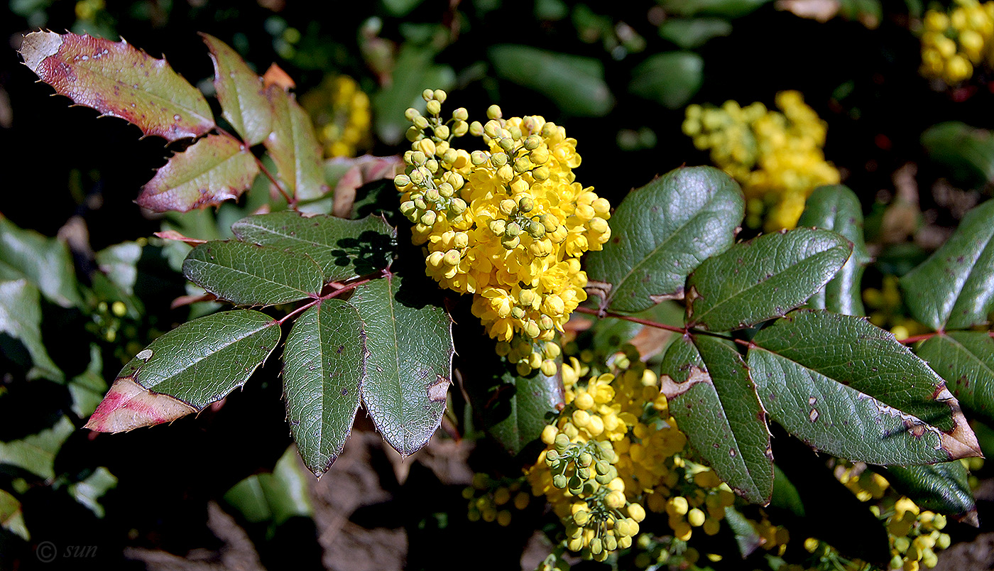 Изображение особи Mahonia aquifolium.