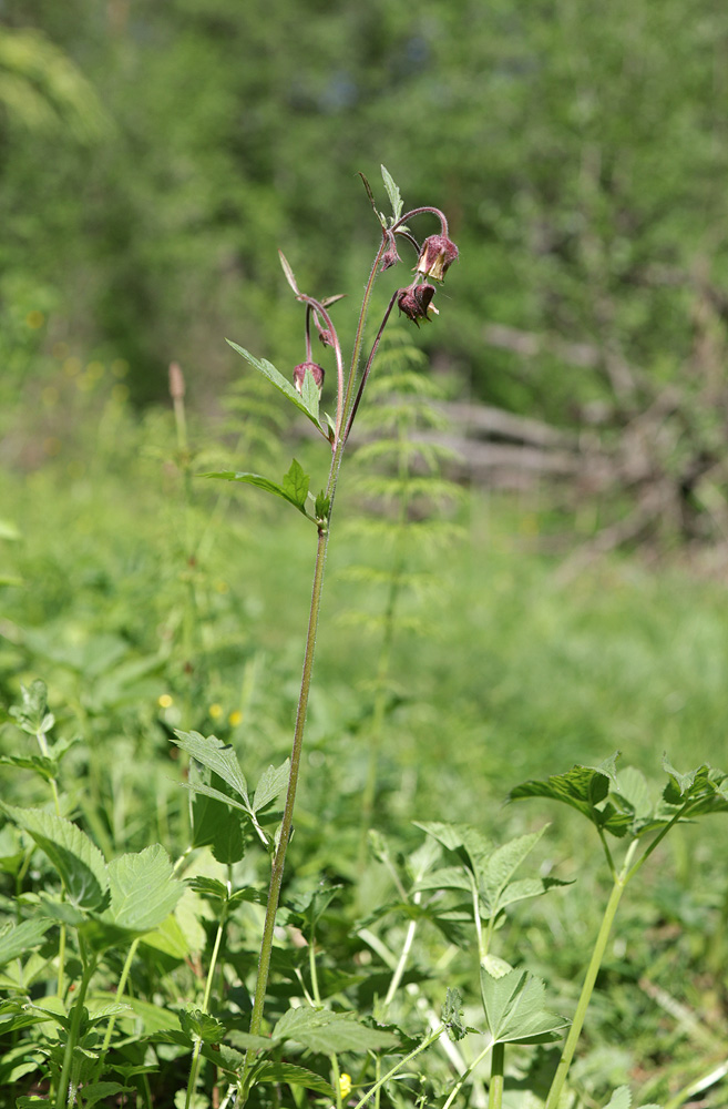 Image of Geum rivale specimen.