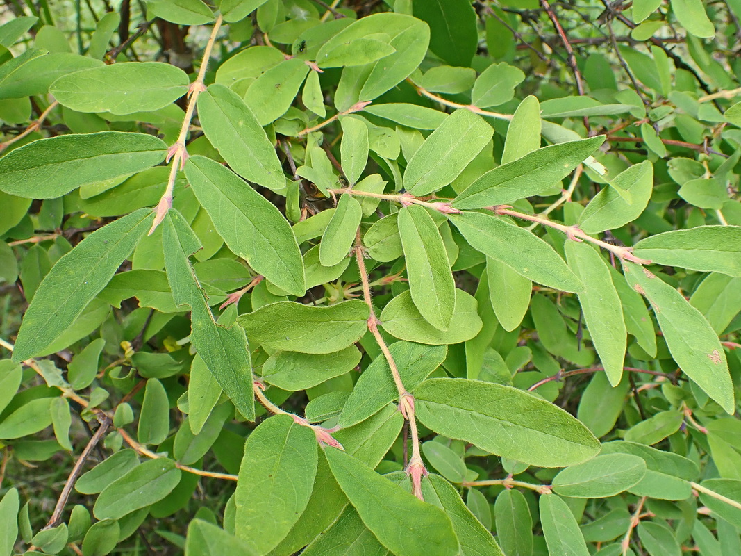 Image of Lonicera edulis specimen.