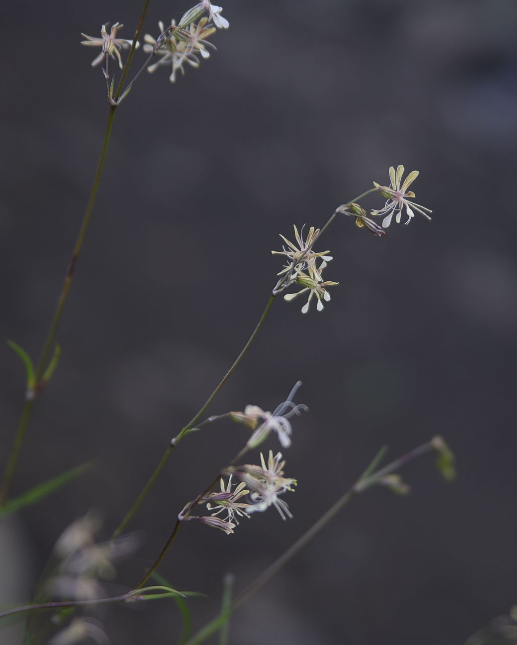 Изображение особи Silene saxatilis.