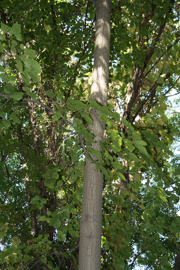 Image of Tilia japonica specimen.