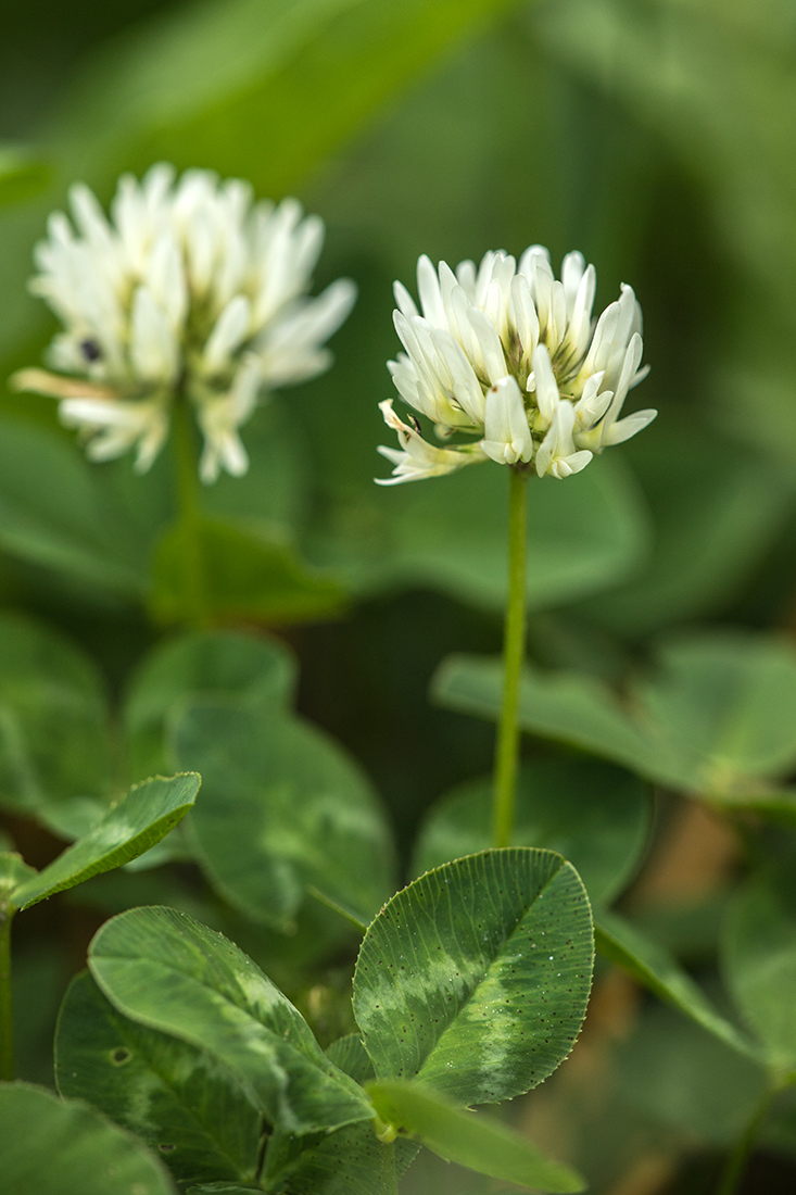 Image of Trifolium ambiguum specimen.