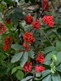 Sambucus racemosa. Часть ветви с соплодиями. Московская обл., Сергиево-Посадский р-н, долина р. Пажа. 20.07.2024.