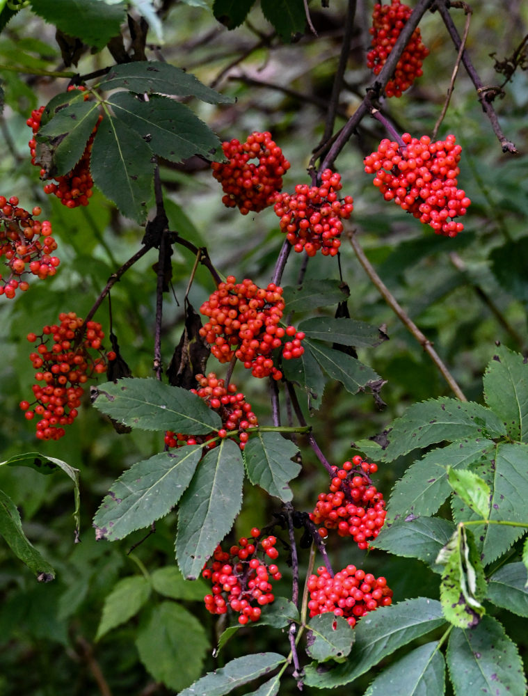 Image of Sambucus racemosa specimen.