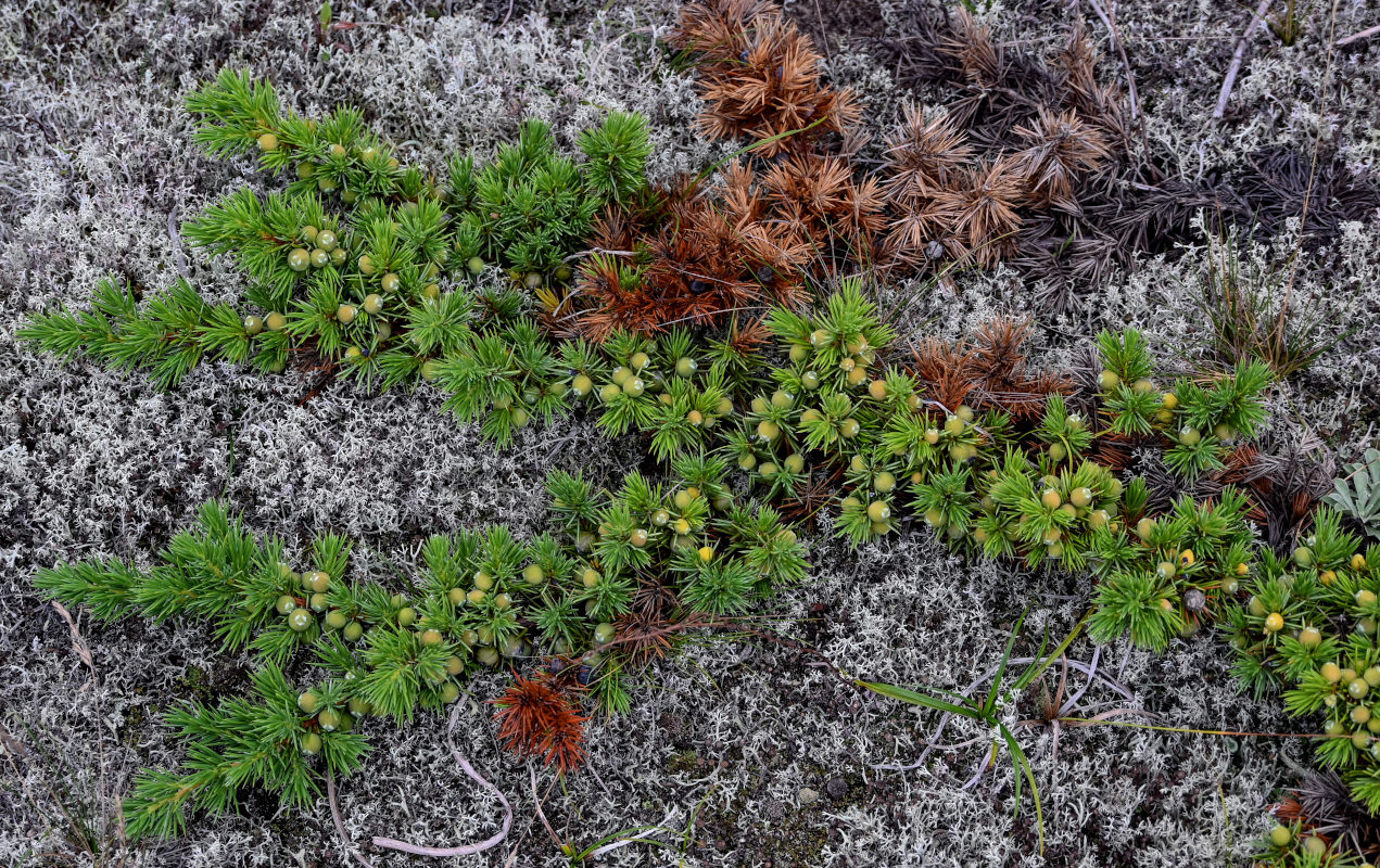 Image of Juniperus sibirica specimen.