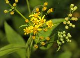 Senecio litvinovii. Общее соцветие с цветущими и развивающимися корзинками. Приморский край, г. Владивосток, территория БСИ ДВО РАН, опушка хвойно-широколиственного леса. 12.08.2024.