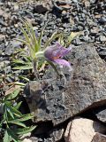 Pulsatilla dahurica