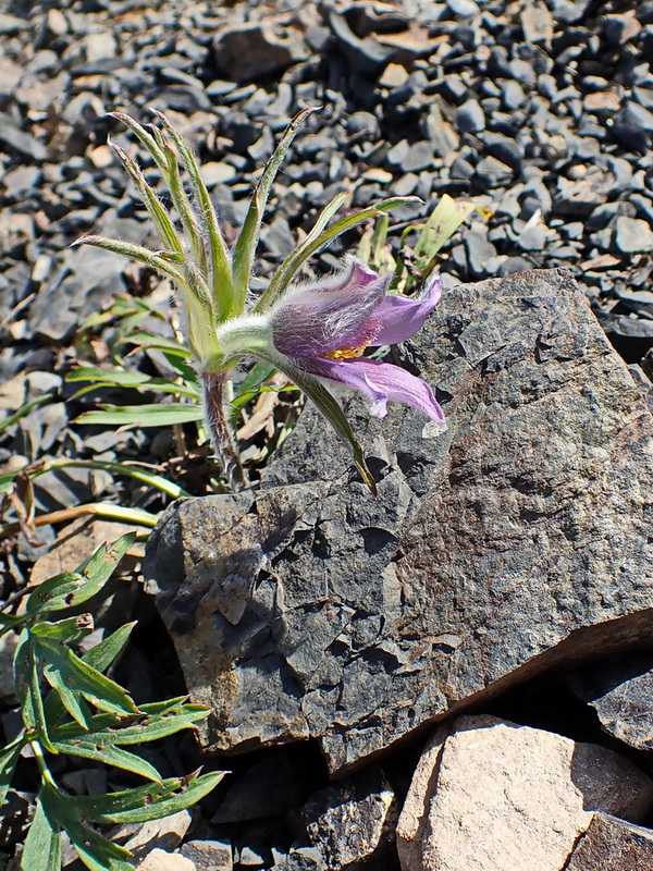 Image of Pulsatilla dahurica specimen.