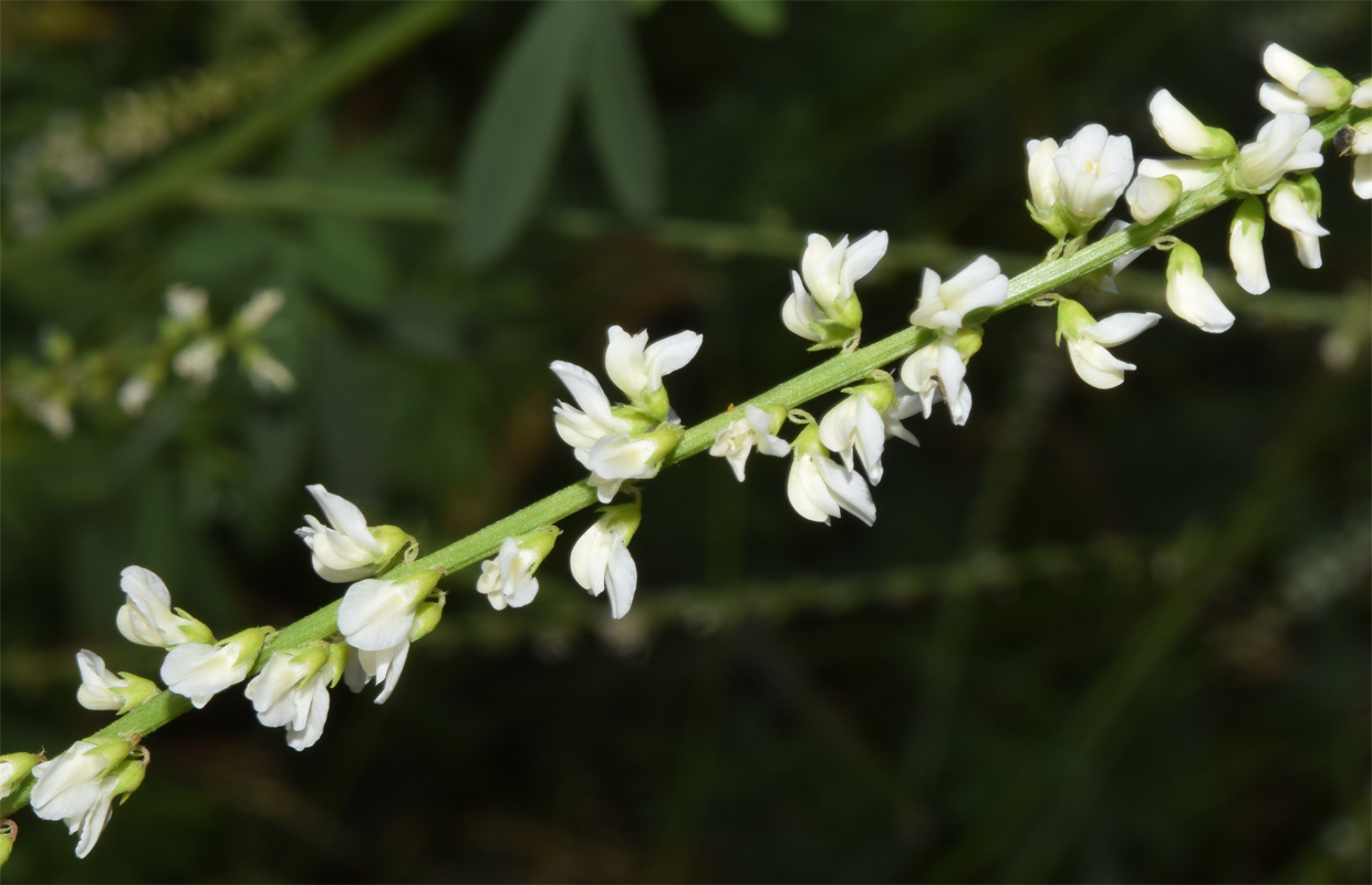 Image of Melilotus albus specimen.