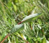 genus Salix. Лист (вид на абаксиальную поверхность). Чечня, Шаройский р-н, окр. пер. Цумандинский, выс. ок. 2380 м н.у.м., луг. 24 июня 2024 г.