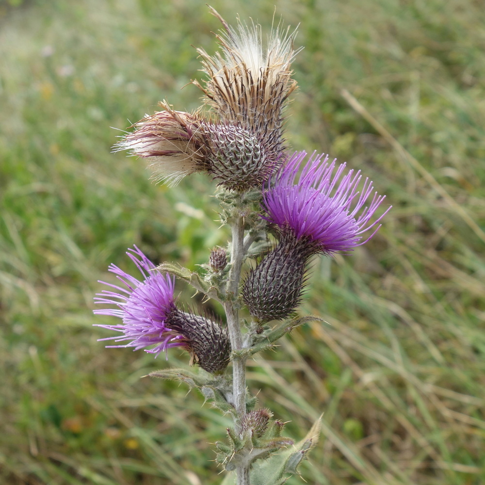 Image of Cirsium euxinum specimen.