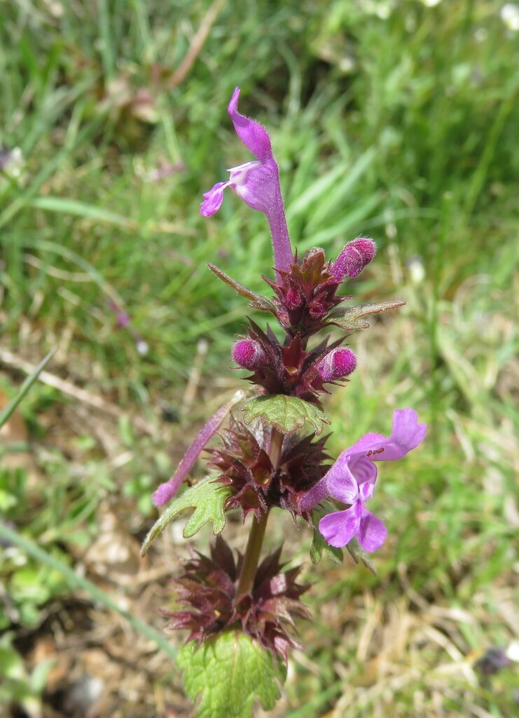 Image of genus Lamium specimen.