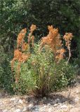 Euphorbia characias