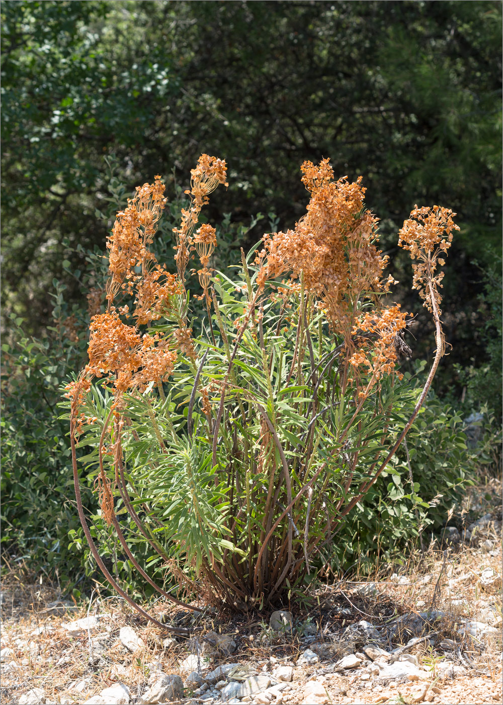 Image of Euphorbia characias specimen.