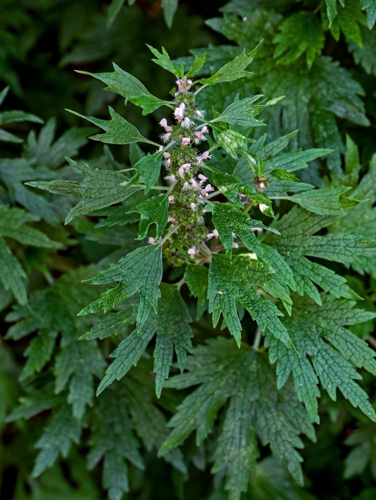 Image of Leonurus quinquelobatus specimen.