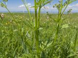 familia Apiaceae. Средняя часть цветущего растения с листьями и соцветиями. Карачаево-Черкесия, Зеленчукский р-н, гора Джисса, ≈ 1600 м н.у.м., субальпийский луг. 14.06.2024.