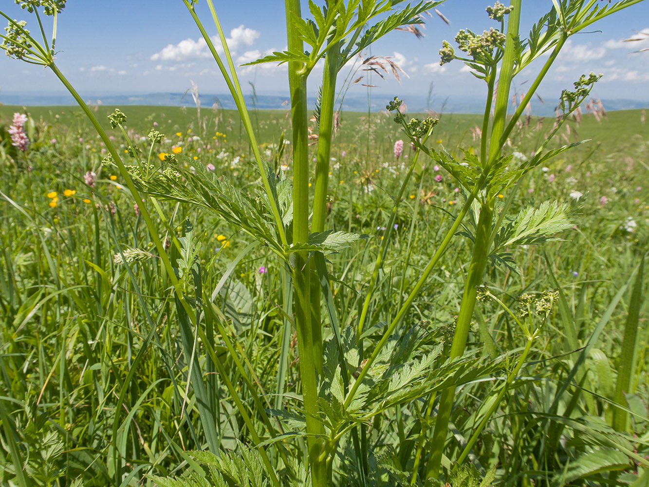 Изображение особи семейство Apiaceae.