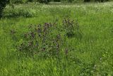 Cirsium heterophyllum