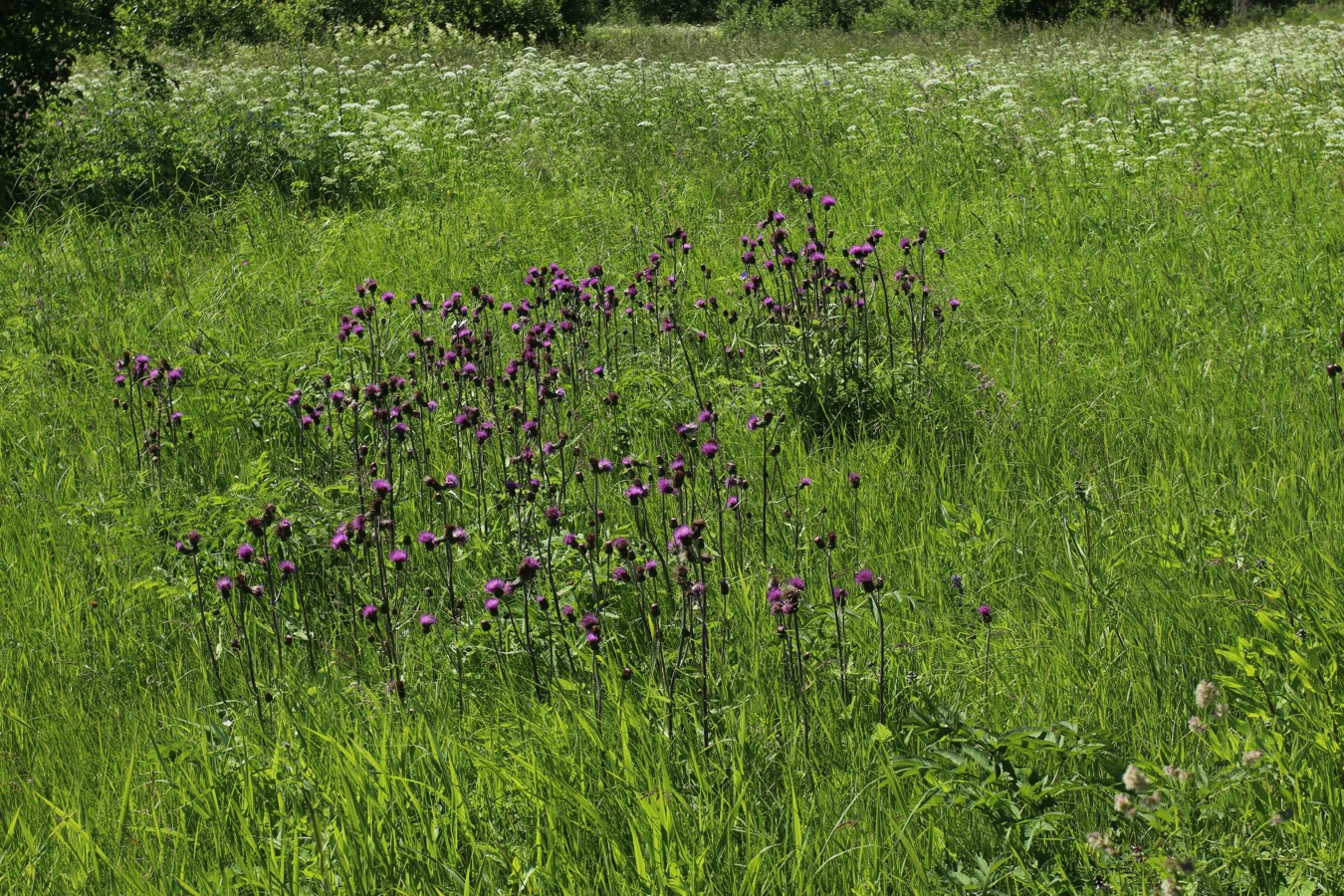 Изображение особи Cirsium heterophyllum.