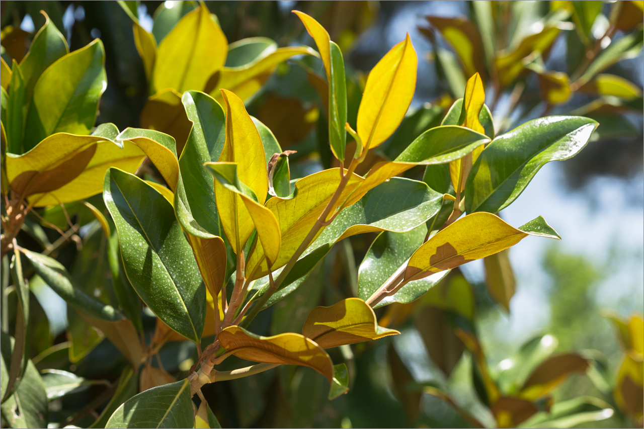 Изображение особи Magnolia grandiflora.