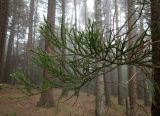 Sequoiadendron giganteum. Верхушка веточки. Крым, Южный Берег, окр. Ангарского перевала, ю-в склон Чатыр-Даг, посаженная роща. 27.05.2024.