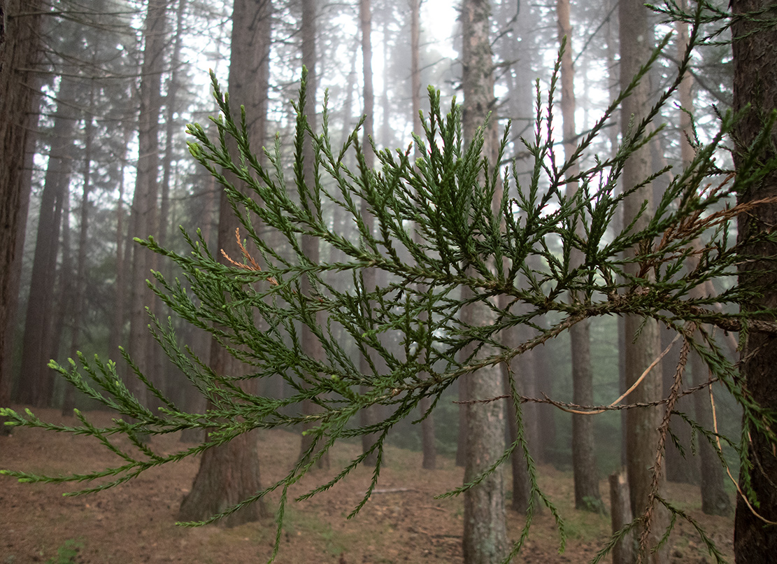 Image of Sequoiadendron giganteum specimen.