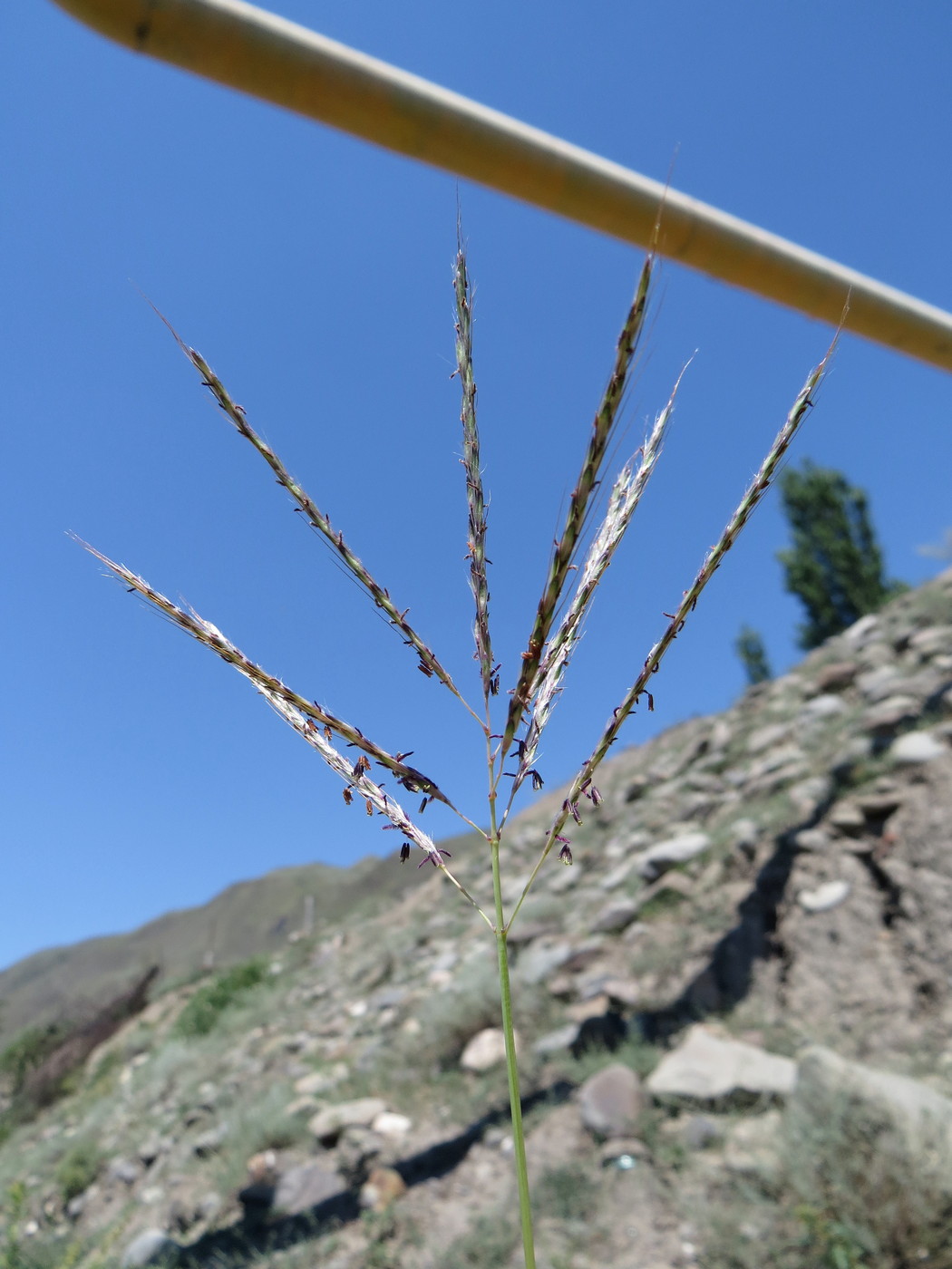 Image of Bothriochloa ischaemum specimen.