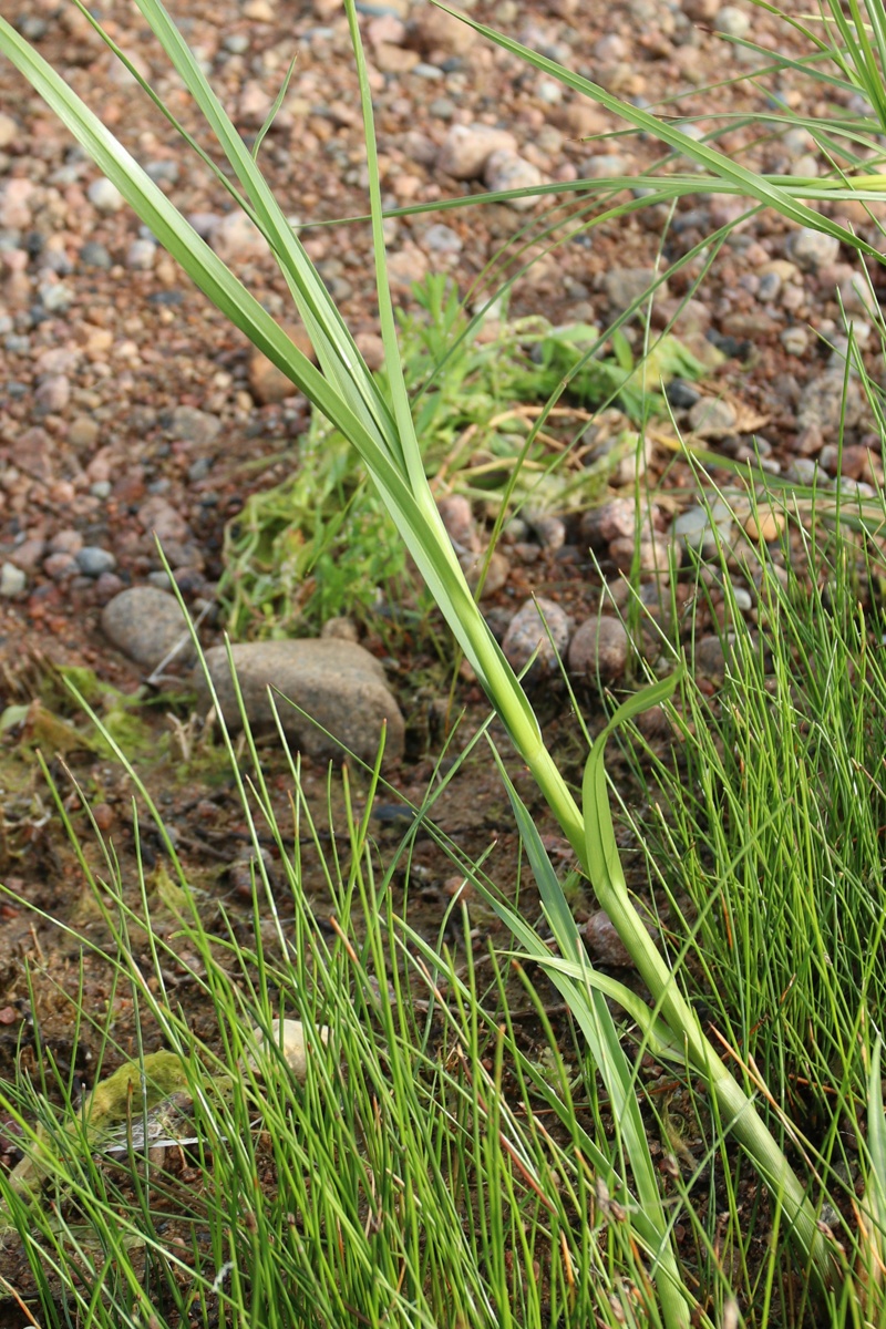 Image of Bolboschoenus maritimus specimen.