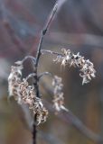 Salix cinerea. Соплодия. Мурманск, Горелая сопка, берёзовая лесотундра. 25.10.2024.