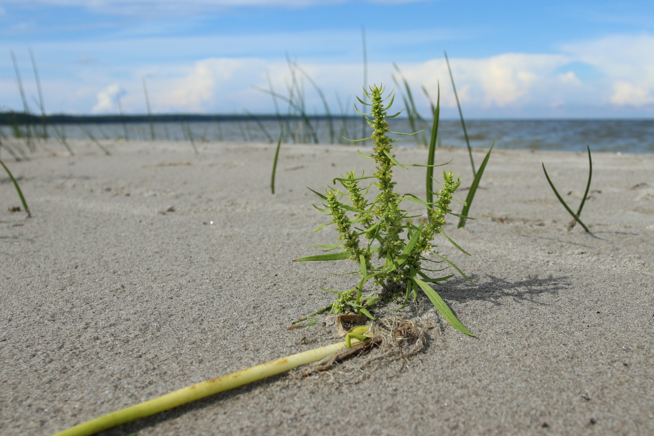 Image of Rumex maritimus specimen.