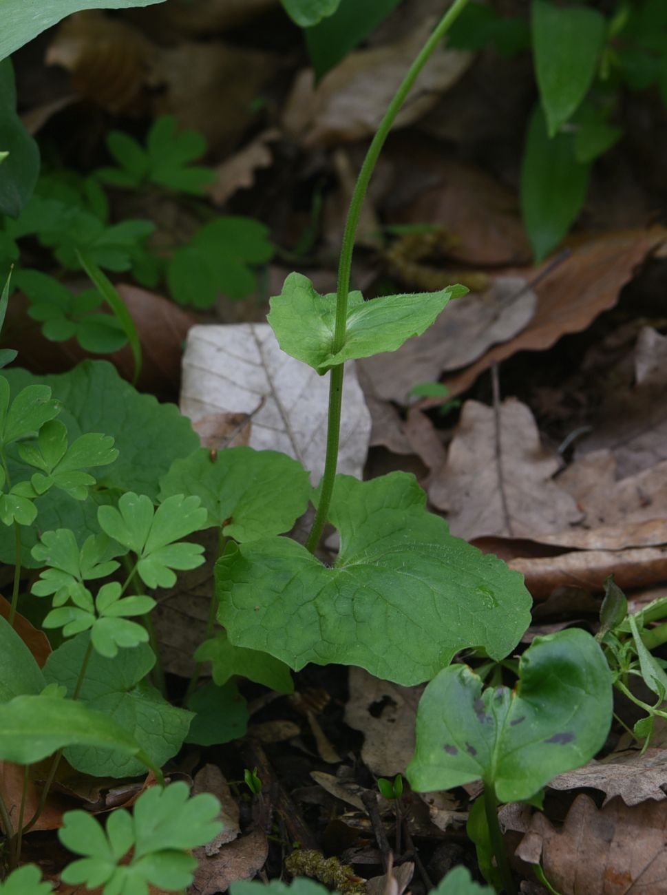 Image of Doronicum orientale specimen.