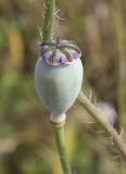 View full-size image Papaver somniferum