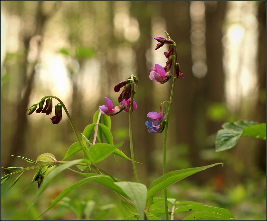 Изображение особи Lathyrus vernus.